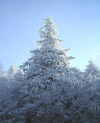 Winter wonderland at Snowshoe home